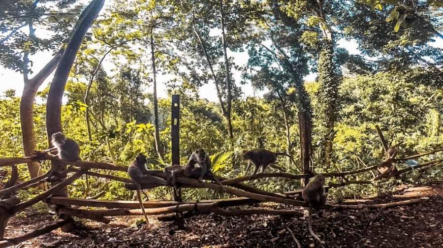 bosque de los monos ubud