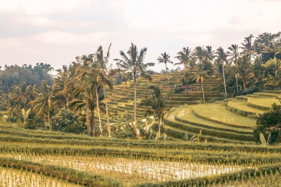 terrazas de arroz jatiluwih