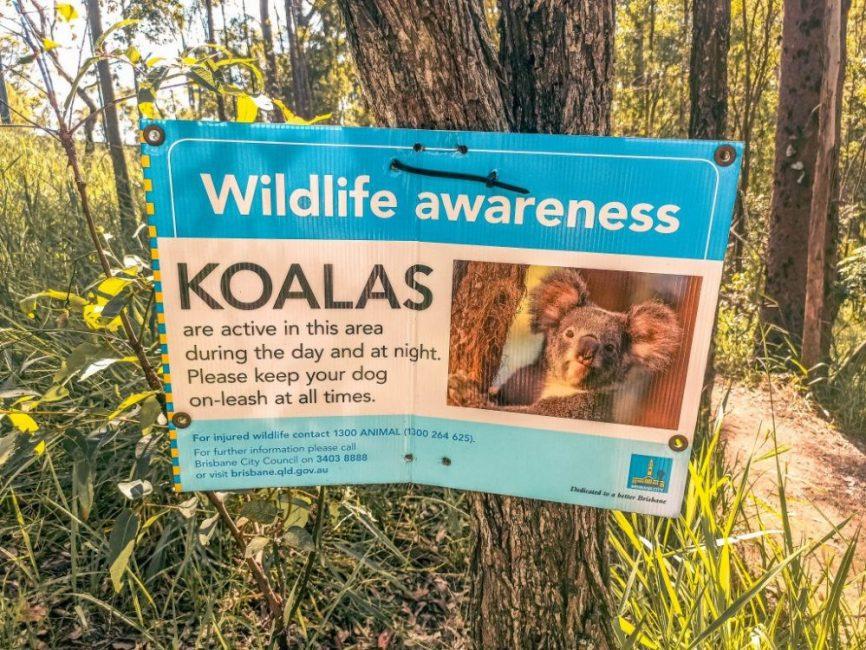 Cartel de Koalas