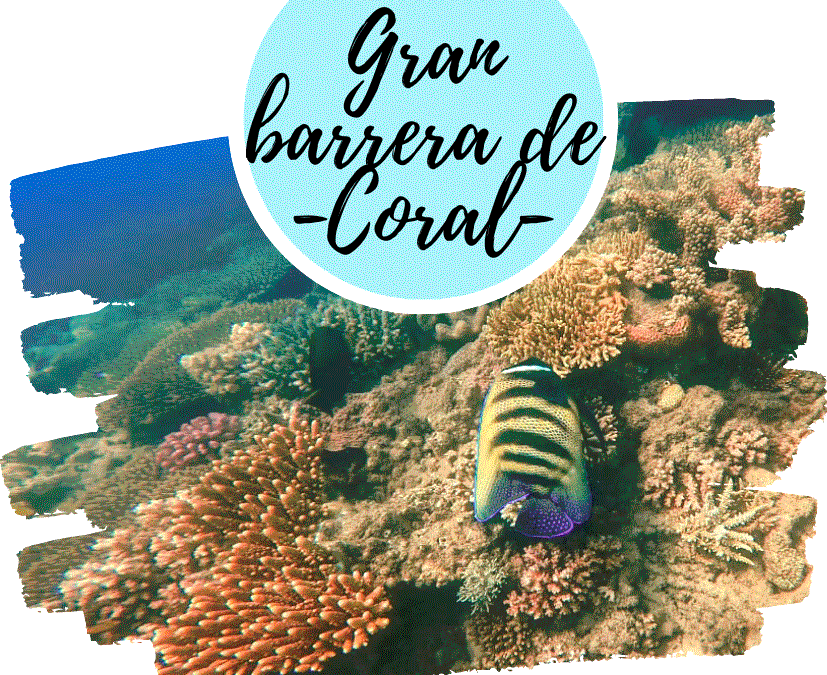 Guía para visitar la Gran Barrera de Coral Australia