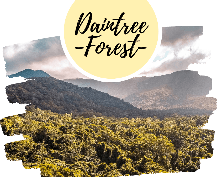 Qué hacer en Daintree Rainforest